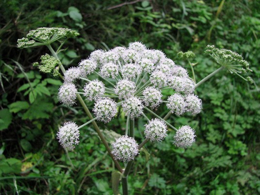 One of the most poisonous plan is hemlock ad you can find it in Brianza