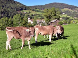 10 Alpine farmsteads where you can change your life