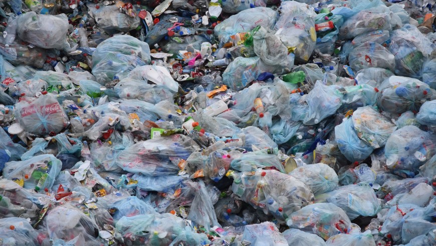 Fungus can feed on plastic