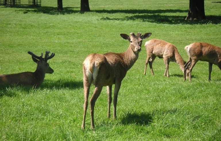 Deer park