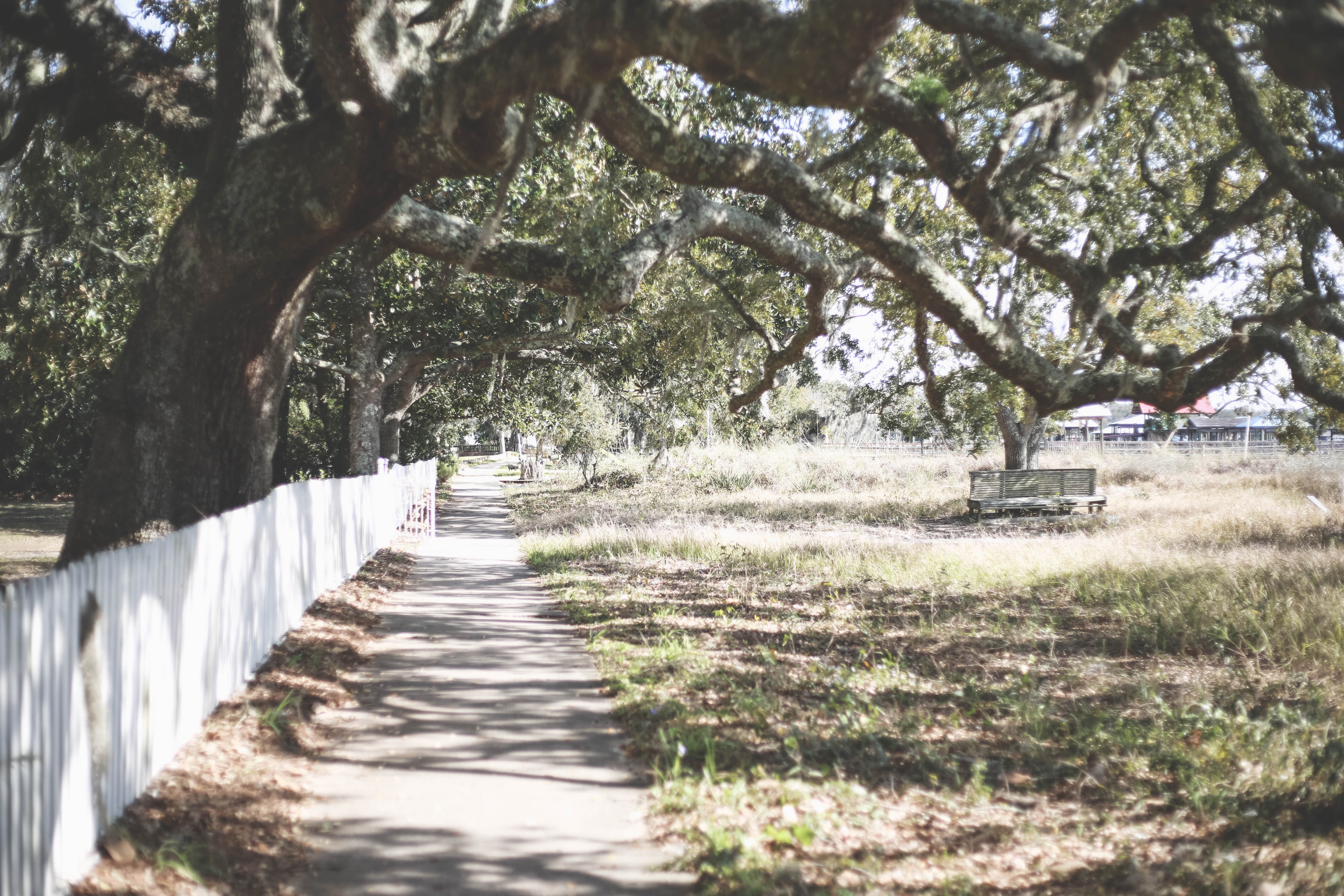 Path in the shade, photo by Annie Theby via Unsplash