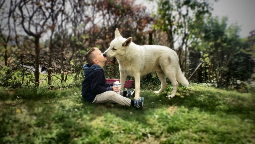 kiss dog
