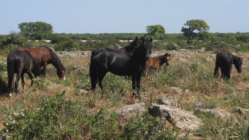 Wild horses in the Giara di Gesturi, Sardinia, foto via Wikimedia Commons