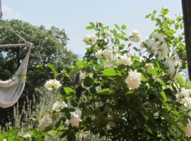 Agriturismo Poggio Pratelli's garden, green accommodations