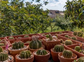 Garden, Il Gelso, green tourist facilities