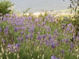 Irises, purple flowers, Poggio Pratelli, green accommodations