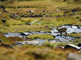 Gran Paradiso National Park