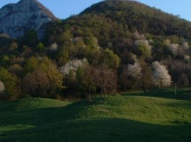 Walk in the vivid green mountains around the Malga