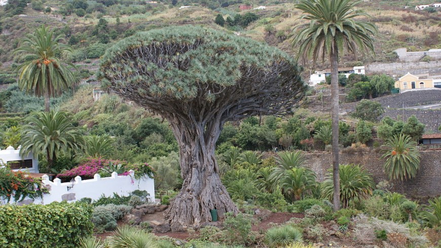 The Millenary Dragon Tree