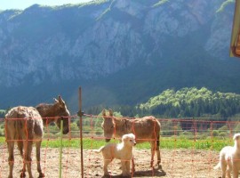 A farm holiday at the foot of the Adamello Brenta Nature Park