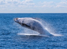 whale watching, near the eco-glamping in Tarife, Spain