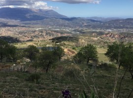 Cortijo Los Alamos