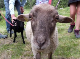sheep