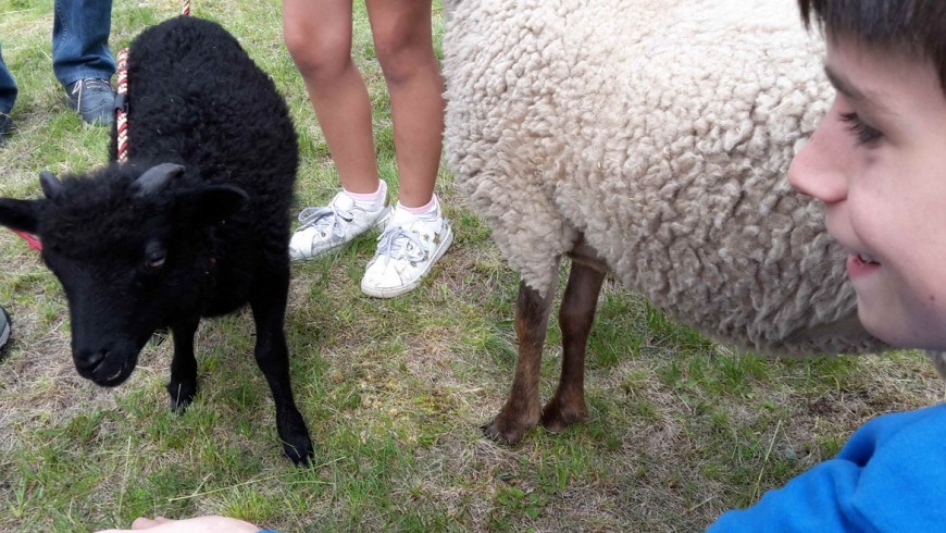 sheep in Moena, Trentino, Italy