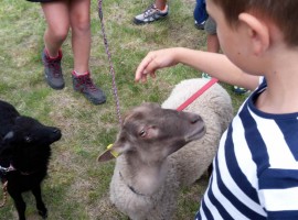 sheep