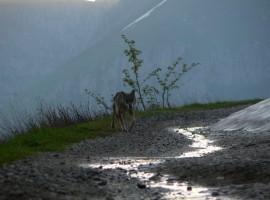 Spot wild animals in Limone Piemonte