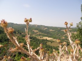 The wine route of Serbia