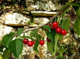 Cherries in La Fontaccia