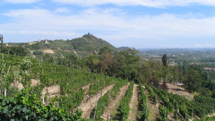 Foliage in Piedmont