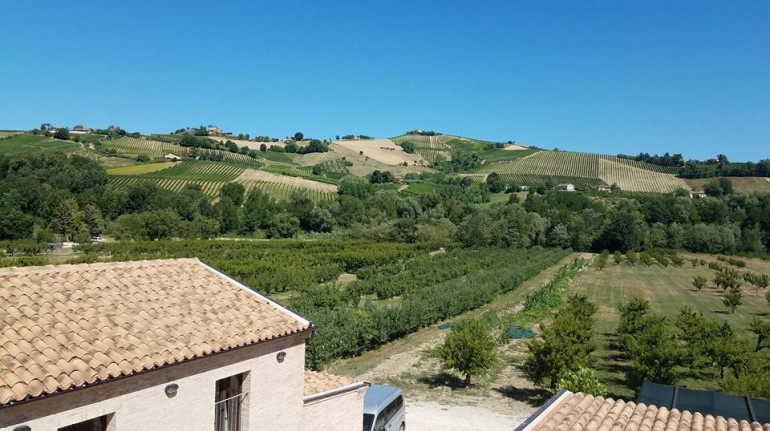 A green weekend among the vineyards of Marche region