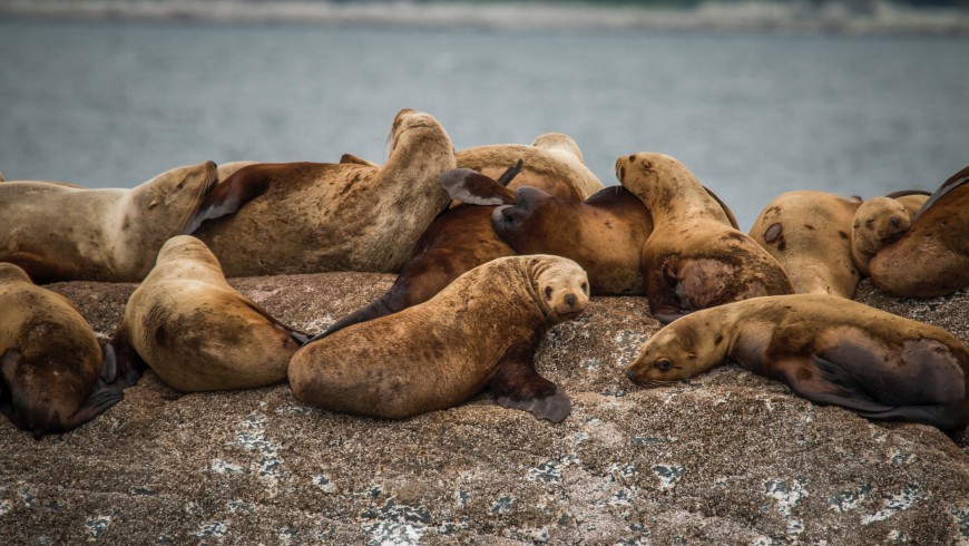 Sea lions in California