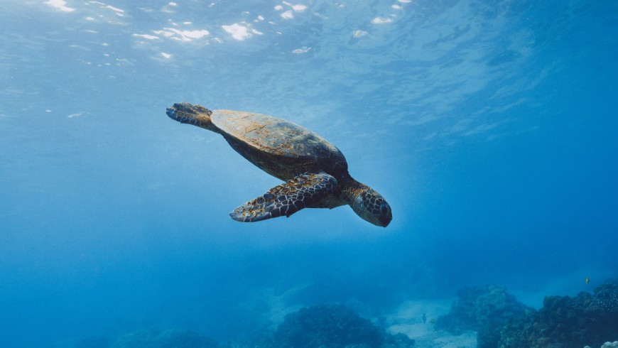 The Caretta Caretta turtles in Lampedusa
