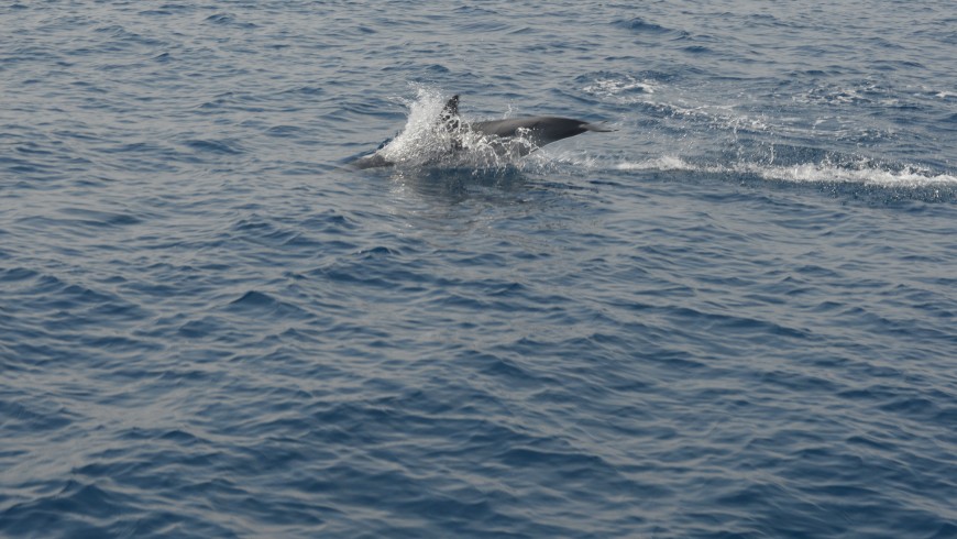 In the sea of ​​Genoa following the dolphins