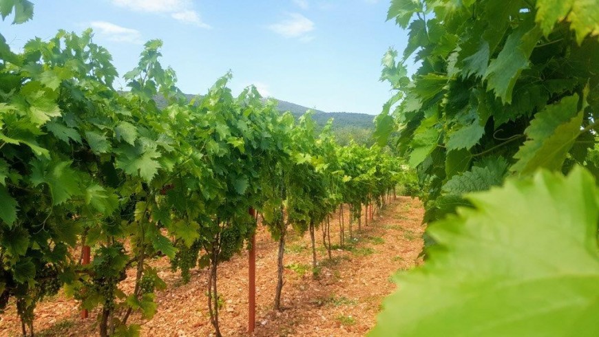 Vineyards in Dalmatia
