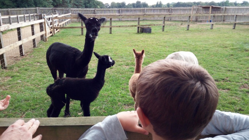 In contact with the animals: the alpaca in Bowood