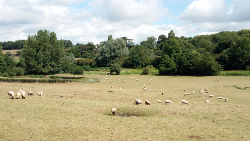 Land scattered with sheep on the countryside of the Wiltshire, in England