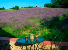 Your room among the lavender fields