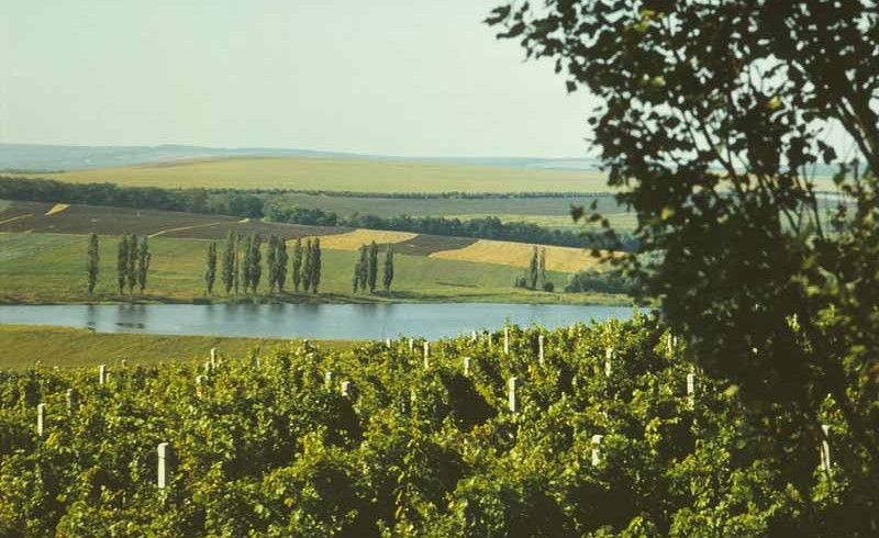Moldova Chisinau, local vineyards