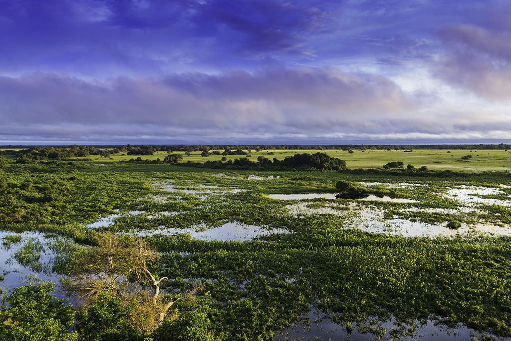 Natural Landscape of Pantanal, Brazil,