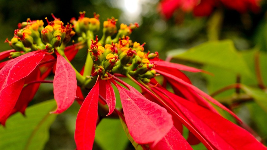 Sikkim, red flower