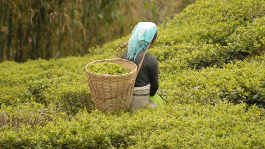 sikkim, organic farm