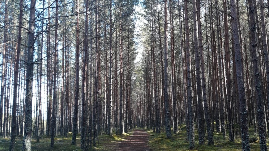 Estonian woods, nature, park
