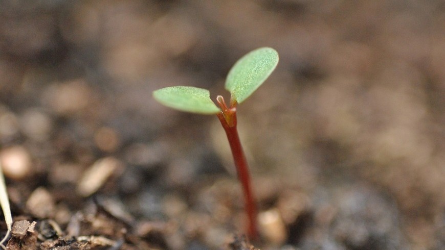 green habits: Plant a tree