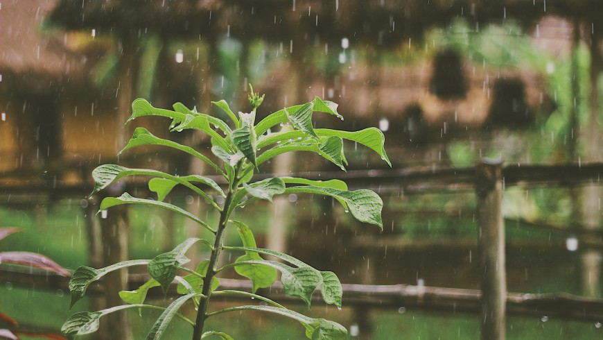 rainwater on plants