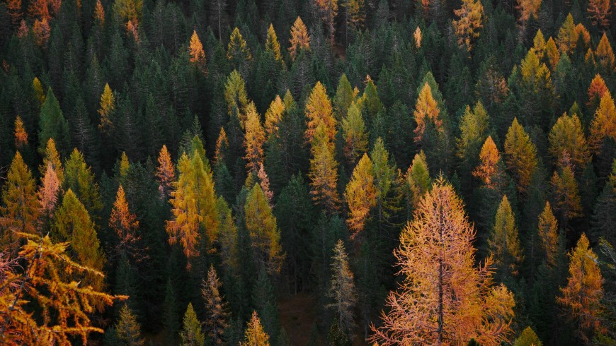 Fall in the woods