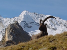 Ibex in the Gran Paradiso Park