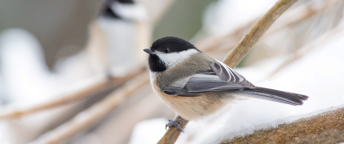 Upcycle How To Make A Bird Feeder Reusing A Plastic Bottle