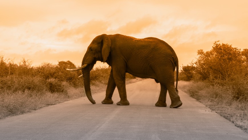 elephant in Kruger National Park, South Africa