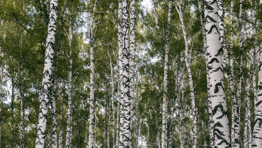 Several species of Betula pendula in the forest