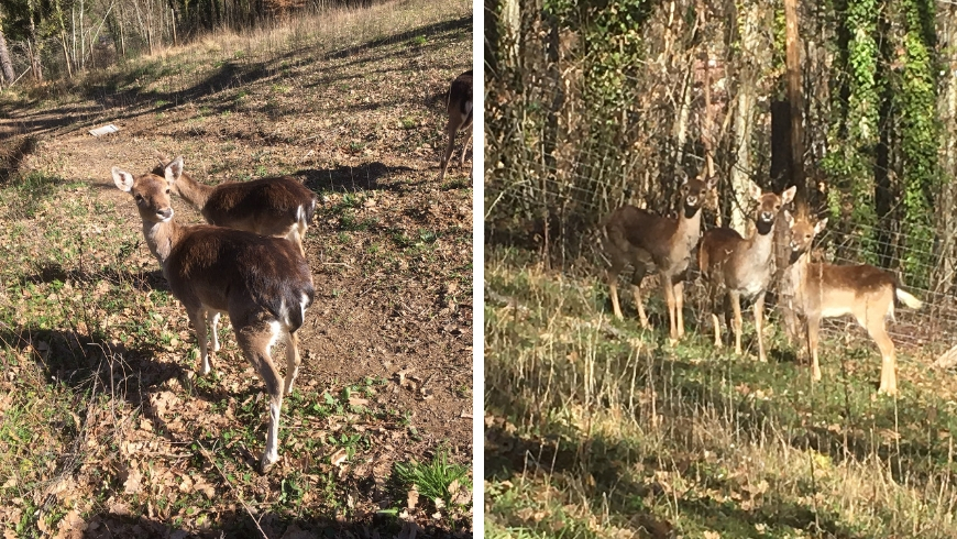 deers and unspoiled nature around the treehouse