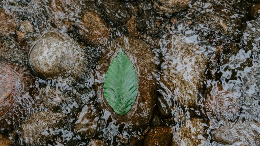 Green leaf on the water