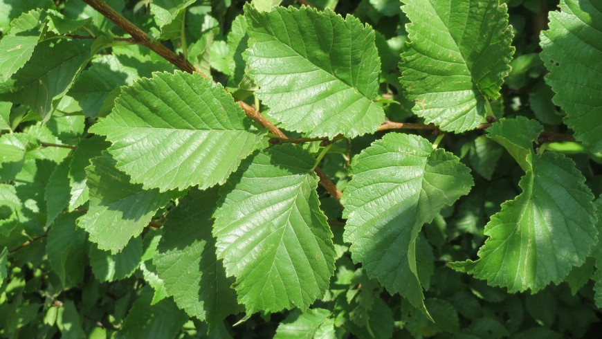 ulmus minor's leaves in particular