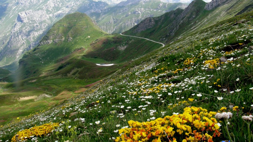 flowers, mountain landscape near Limone Piemonte