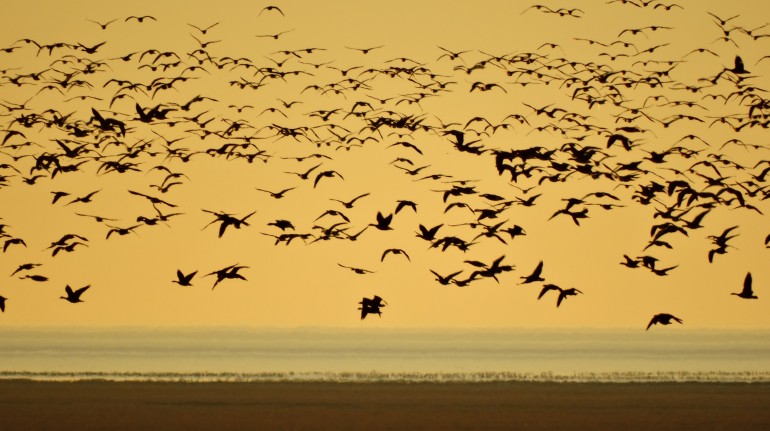 Flying seagulls on the Wadden Sea, photo Ecobnb