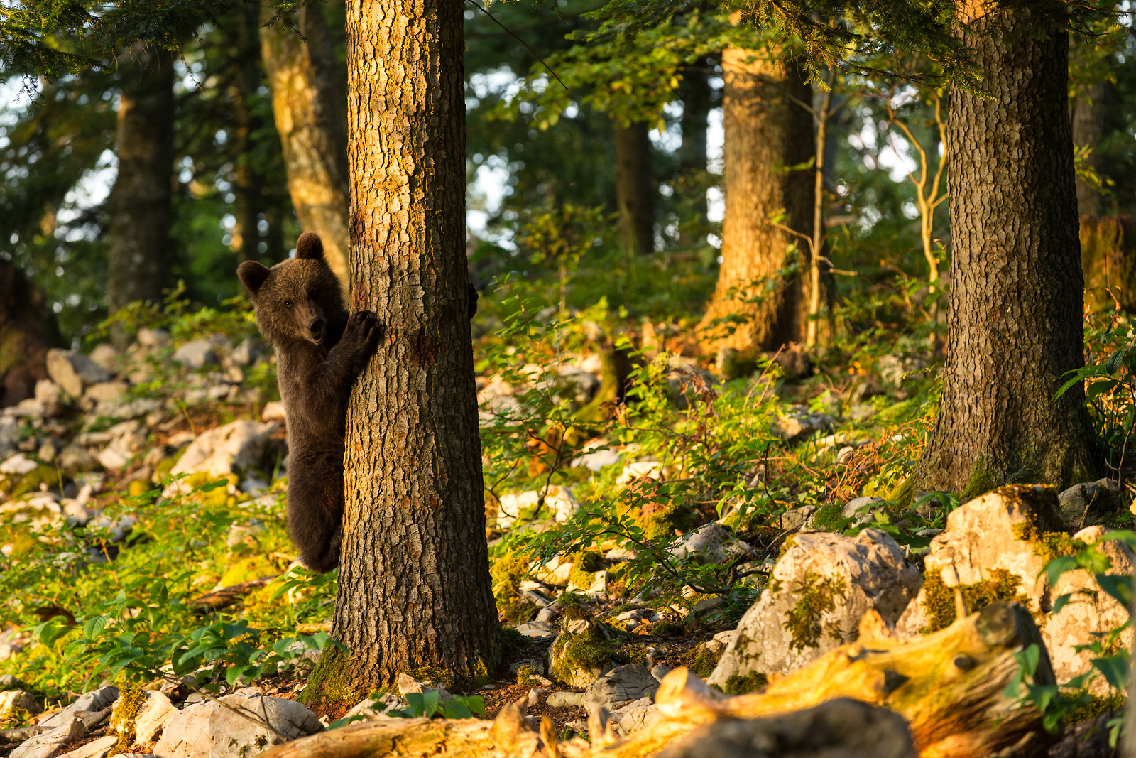 Bear-watching holidays in Slovenia