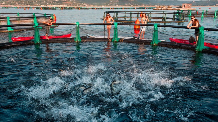 Spend a day on a fish farm with the highest quality sea bass in the world